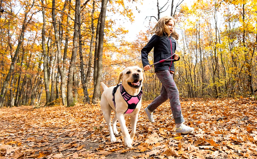 No-Pull Dog Harness with 2 Leash Clips Adjustable Fit®