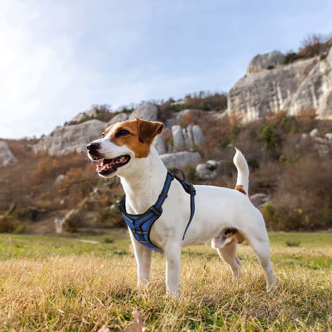 No-Pull Dog Harness with 2 Leash Clips Adjustable Fit®