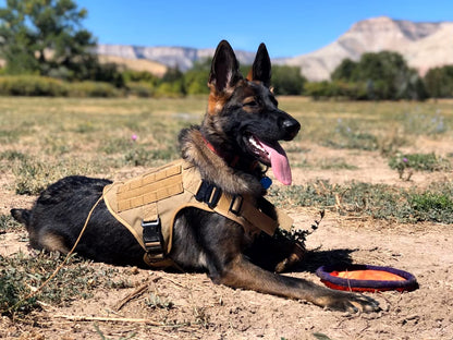 Large Dog Harness & Leash Set for Training Walking & Control