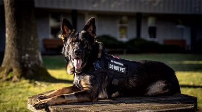 Large Dog Harness & Leash Set for Training Walking & Control