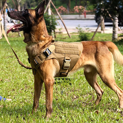 Large Dog Harness & Leash Set for Training Walking & Control